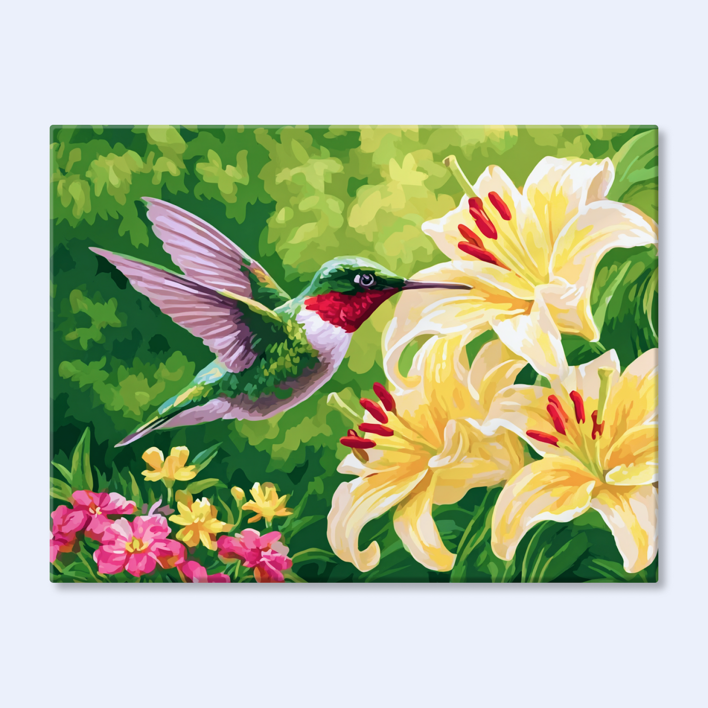 Lily Hummingbird